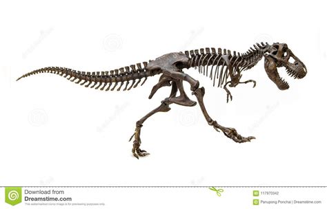 Esqueleto Fósil Del Tiranosaurio Rex Del Dinosaurio Foto ...
