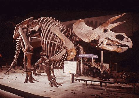 esqueleto triceratops   Dinosaurios