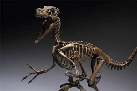 esqueleto velociraptor   Dinosaurios