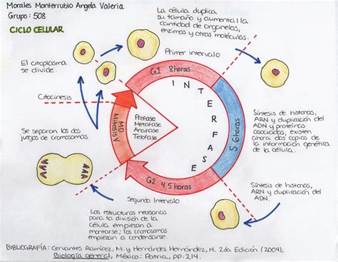 Esquema 1 del Ciclo Celular | Enseñanza biología, Ciclo celular, Clase ...