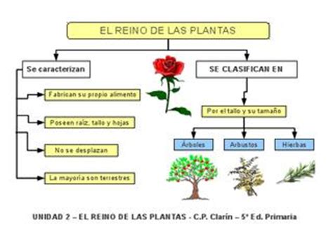Esquema 1   El reino de las plantas by Edita Sueiras   Issuu