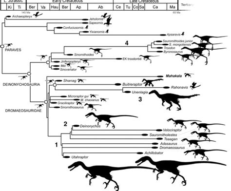 Esquema de evolución dinosaurios aves