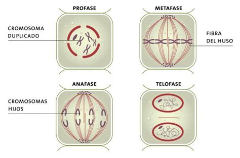 Esquema de las 4 fases de la mitosis