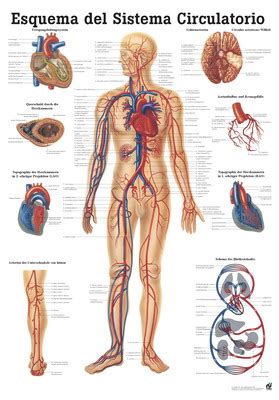 Esquema del Sistema Circulatorio M_ES06