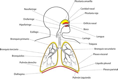 Esquema Del Sistema Respiratorio Con Los Nombres De Sus Partes Images