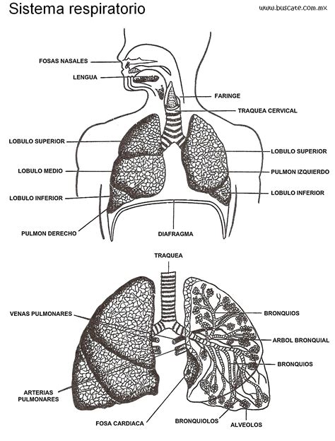 Esquema del sistema respiratorio con los nombres de sus partes ...