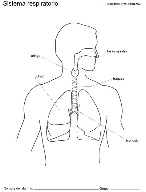 Esquema del sistema respiratorio con los nombres de sus partes ...