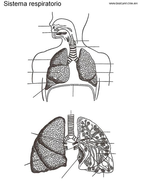 Esquema del sistema respiratorio sin los nombres de sus partes. Para ...