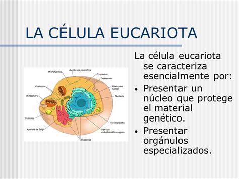 Esquema La Celula eucariota