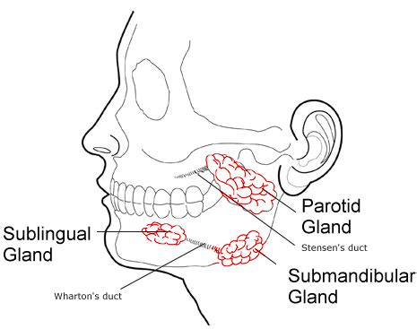 Esquema sobre las glándulas salivares mayores | Dicas de estudo, Dicas