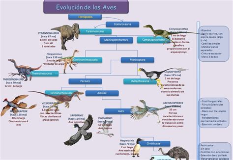 Esquemas, diagramas, gráficos y mapas conceptuales.: Evolución de las Aves