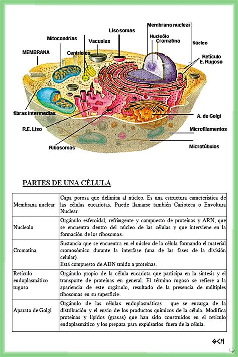 Esquemas Galledor: Partes de la Célula Eucariota
