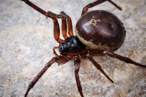 Esta es la nueva araña venenosa detectada en la zona ...