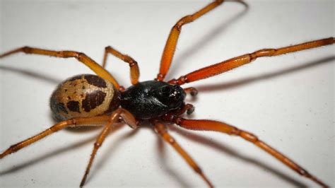 Esta es la nueva especie de araña venenosa que se propaga ...