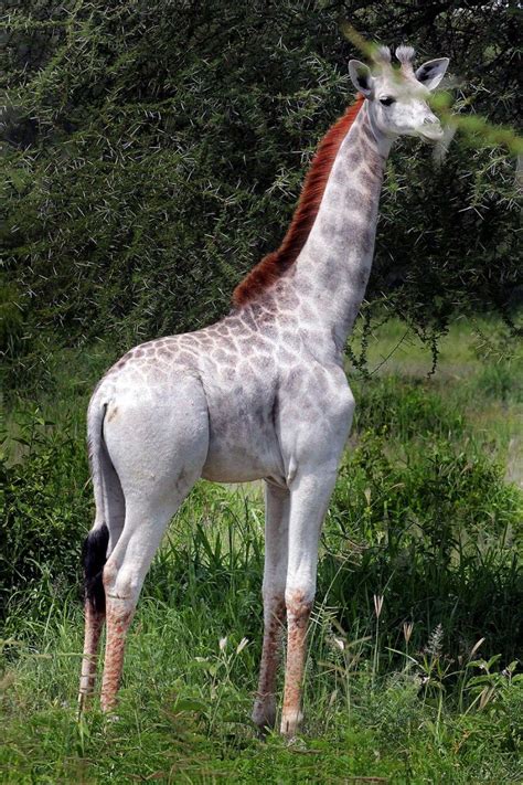 ¿Esta foto de una jirafa blanca es real o falsa? ¿Que ...