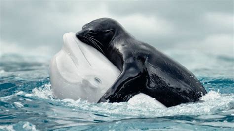 Esta foto viral de una foca abrazando a una beluga es falsa