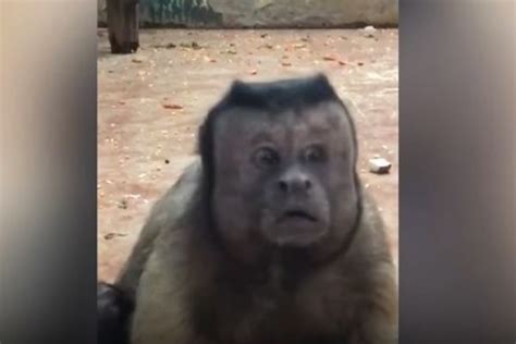 ¿Está permitido tener un mono capuchino como mascota?
