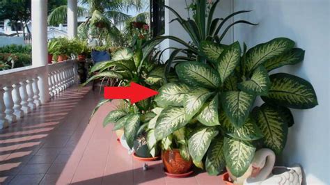 Esta planta que puede estar en tu casa mataría a un niño ...