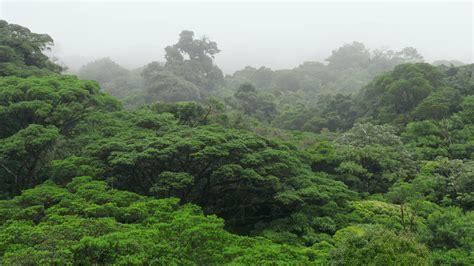 Esta sábado en  Planeta Selva , la selva tropical nubosa ...