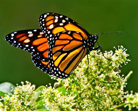 Estados Unidos busca salvar a la mariposa monarca – Portal ...