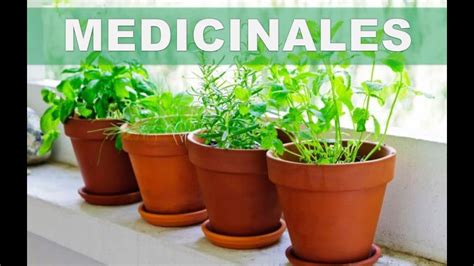 Estas 5 hierbas medicinales las puedes cultivar en casa ...