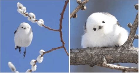Estas pequeñas aves en Japón parecen pequeñas bolas de ...