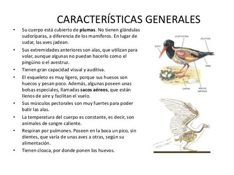 estas son as caracteristicas xerais das aves | Mamiferos