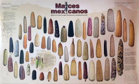 Estas son las 64 razas de maíz en México