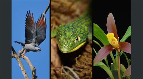Estas son las increíbles especies en peligro de extinción en El ...