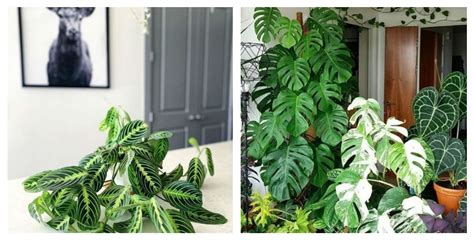 Estas son las plantas ideales para decorar habitaciones ...