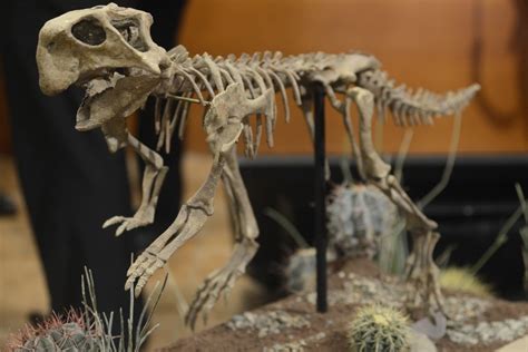 Este es el fósil completo de un Psittacosaurus y lo están exhibiendo en ...