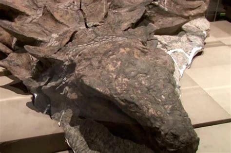 Este es el fósil de dinosaurio mejor conservado del mundo | El Heraldo