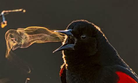 Este es el secreto de los pájaros para cantar – Nuestroclima