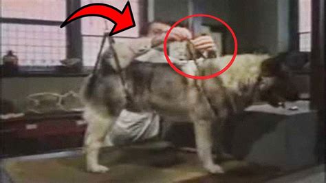 Este Experimento Con Perros Fue Captado en Video  Imágenes Reales  Ivan ...
