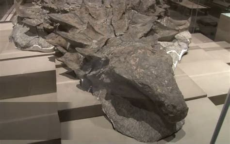 Este fósil de dinosaurio de 110 millones de años de antigüedad está tan ...