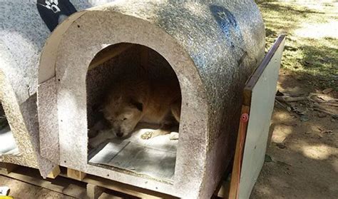 Este grupo de voluntarios construyen casas para perros abandonados. Les ...