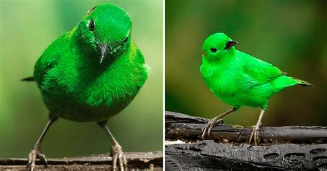 Este pájaro es tan verde y brillante que parece brillar en ...