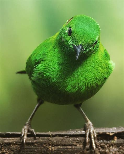 Este pájaro es tan verde y brillante que parece brillar en ...