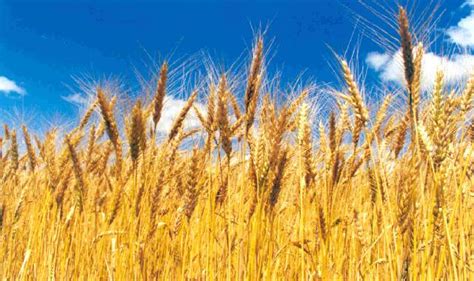 Estiman que siembra de trigo caerá 10% en la próxima campaña – Comercio ...
