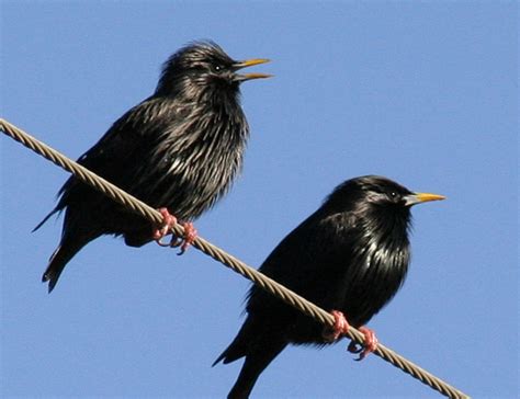 Estornino Negro | Iberoaves – Birding en la comarca ...
