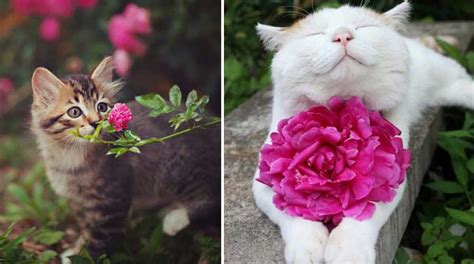 Estos 20 animales oliendo flores son una de las cosas más ...