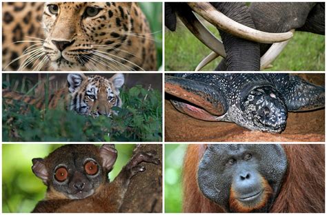 Estos diez animales en peligro de extinción podrían desaparecer en el 2016