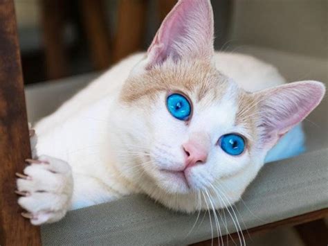 Estos gatos te cautivarán con una sola mirada: Fotos de ...