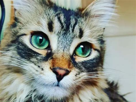 Estos gatos tienen los ojos más bonitos que hayas visto ...