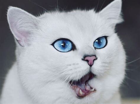 Estos gatos tienen los ojos más bonitos que hayas visto ...