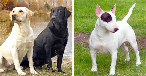 Estos son las razas de perro ideales para deportistas