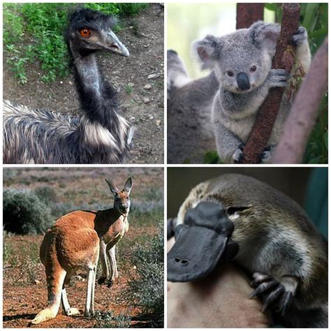 Estos son los animales típicos de australia como:  El avestruz  koala ...