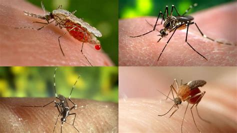 Estos son los cuatro tipos de mosquitos que te amargarán el verano