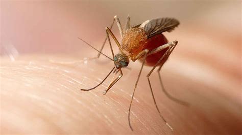 Estos son los cuatro tipos de mosquitos que te amargarán el verano