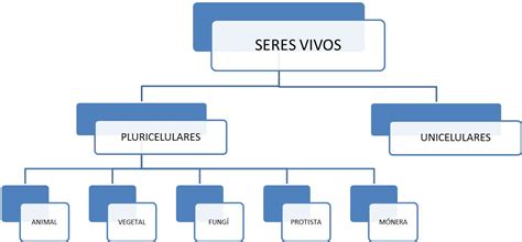 Estrategias De Aprendizaje : CLASIFICACIONES JERARQUICAS